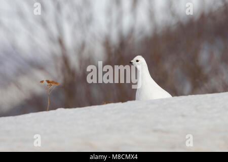 In Moerassneeuwhoen winterkleed; Willow ptarmigan im Winter Gefieder Stockfoto