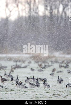 Brandganzen in de Winter; Nonnengänse im Winter Stockfoto