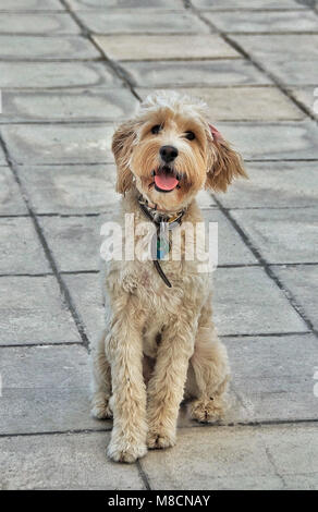 Oh ja ich mag Fotos. Bitte mich schießen!! Süßer Hund für ein Foto posieren. Stockfoto