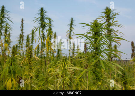 Pflanze Hanf (Cannabis sativa) wächst als die Ernte., Industriel hamp "Cannabis industrialis". Stockfoto