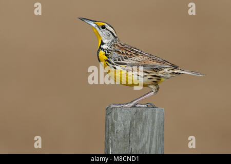 Nach Zucht Osceola Co., FL Februar 2006 Stockfoto