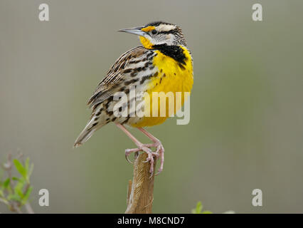 Nach Brazoria Co., TX Februar 2007 Stockfoto