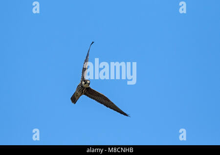 Juvenile Eurasischen hobby (Falco subbuteo) im Flug Stockfoto