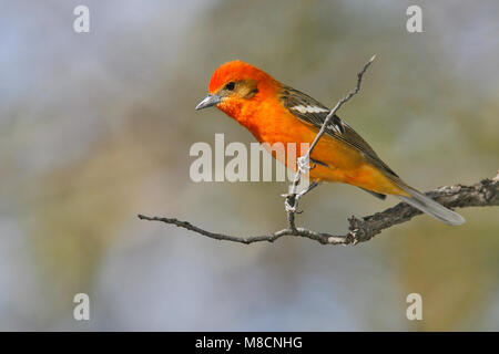 Erwachsene männliche Pima Co., AZ April 2006 Stockfoto