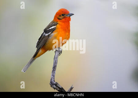 Erwachsene männliche Pima Co., AZ April 2006 Stockfoto