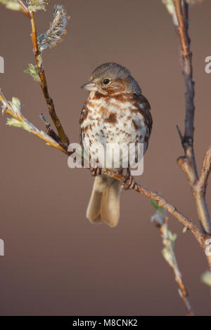 Ritt in Roodstaartgors wilg, Red Fox Sparrow in Willow Stockfoto