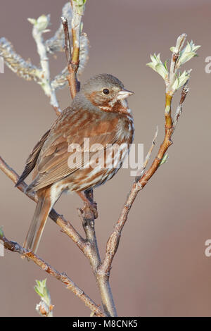 Ritt in Roodstaartgors wilg, Red Fox Sparrow in Willow Stockfoto