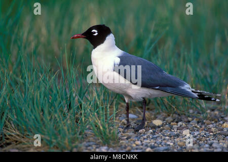 Vogel Bild von Brian E. Kleine Stockfoto