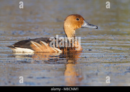 Nach Galveston, TX.de April 2012 Stockfoto