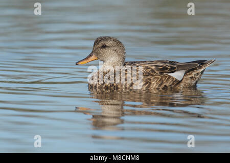 Erwachsene Frau Orange Co., CA Januar 2015 Stockfoto