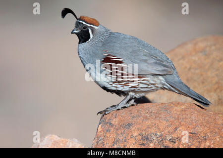 Erwachsene männliche Pima Co., AZ April 2009 Stockfoto