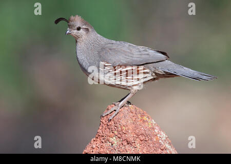 Erwachsene Frau Pima Co., AZ April 2009 Stockfoto