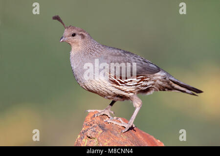 Erwachsene Frau Pima Co., AZ April 2009 Stockfoto