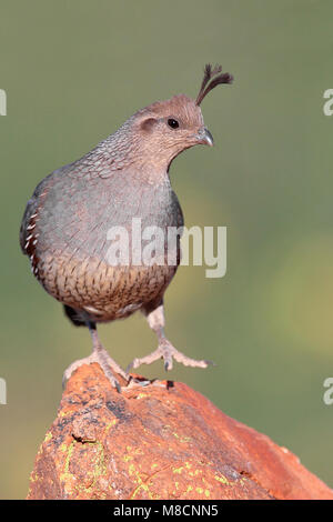 Erwachsene Frau Pima Co., AZ April 2009 Stockfoto