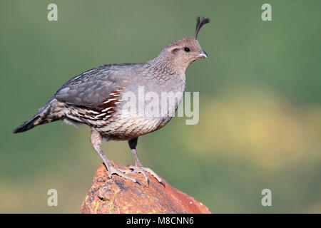 Erwachsene Frau Pima Co., AZ April 2009 Stockfoto