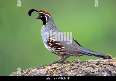 Erwachsene männliche Pima Co., AZ April 2003 Stockfoto