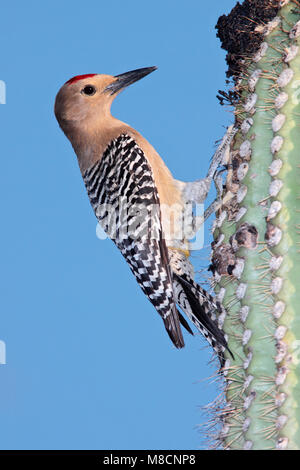 Erwachsene männliche Pima Co., AZ April 2009 Stockfoto