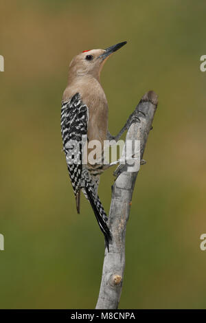 Erwachsene männliche Riverside Co., CA April 2006 Stockfoto