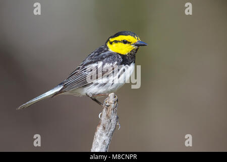 Erwachsene männliche Kimble Co., TX April 2013 Der einzige Vogel Arten mit einer Zucht zu Texas beschränkt Stockfoto