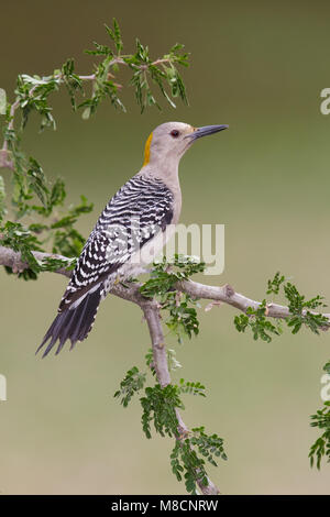 Erwachsene Frau Hidalgo Co., TX Februar 2014 Stockfoto