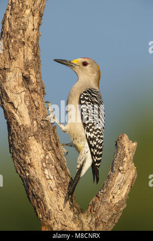 Erwachsene männliche Hidalgo Co., TX Februar 2014 Stockfoto