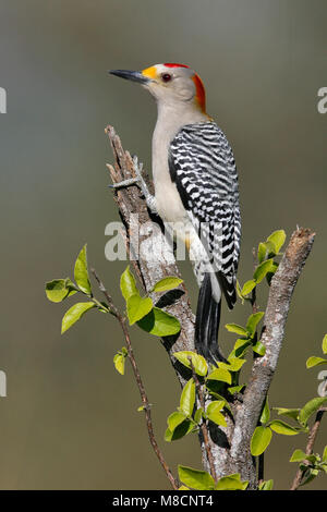 Vogel Bild von Brian E. Kleine Stockfoto