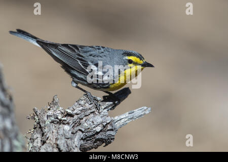 Erwachsene männliche Cochise Co., AZ April 2013 Stockfoto