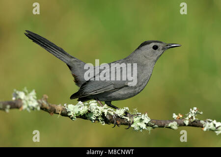 Nach Galveston, TX.de April 2005 Stockfoto