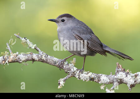 Katvogel, Grau Catbird Stockfoto