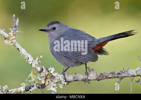 Nach Galveston, TX.de April 2011 Stockfoto