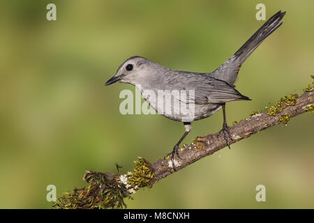 Katvogel, Grau Catbird Stockfoto