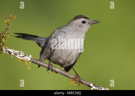 Katvogel, Grau Catbird Stockfoto