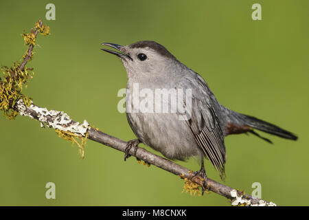 Nach Galveston, TX.de April 2012 Stockfoto