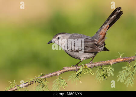 Nach Galveston, TX.de April 2012 Stockfoto