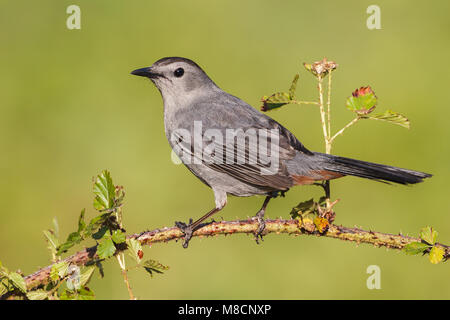 Katvogel, Grau Catbird Stockfoto