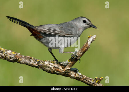 Nach Galveston, TX.de April 2006 Stockfoto