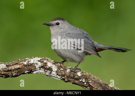 Nach Galveston, TX.de April 2006 Stockfoto