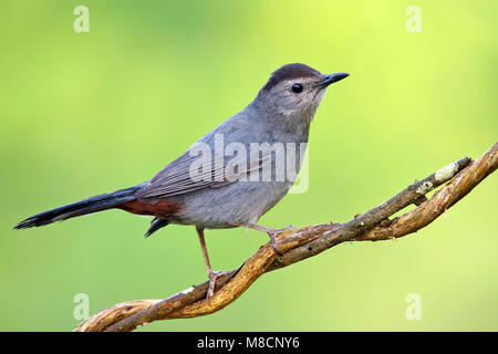 Nach Galveston, TX.de April 2007 Stockfoto