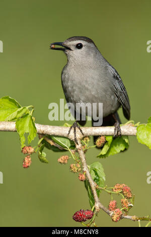 Nach Galveston, TX.de April 2008 Stockfoto