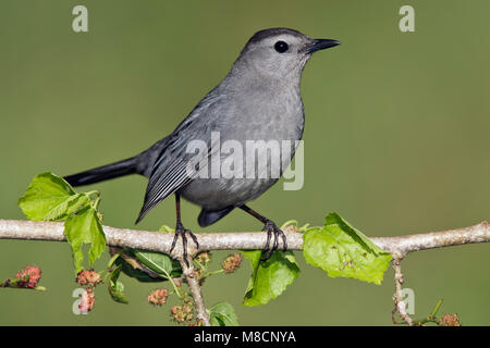 Nach Galveston, TX.de April 2008 Stockfoto