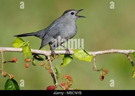 Nach Galveston, TX.de April 2008 Stockfoto