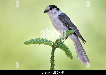 Nach Klamath Co., oder August 2006 Stockfoto