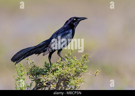 Erwachsene männliche Brazoria Co., TX April 2011 Stockfoto