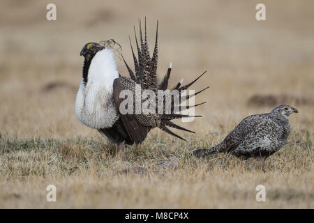 Erwachsenen männlichen & weiblichen Mono Co., CA April 2012 Stockfoto