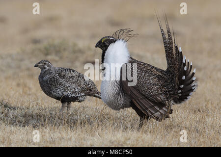 Erwachsenen männlichen & weiblichen Mono Co., CA April 2012 Stockfoto