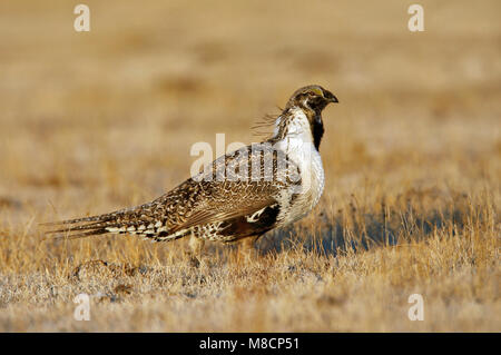 Erwachsene männliche Mono Co., CA März 2007 Stockfoto