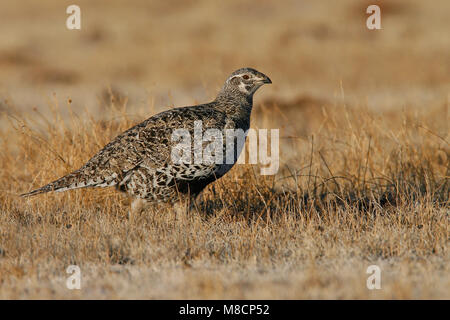 Erwachsene Frau Mono Co., CA März 2007 Stockfoto