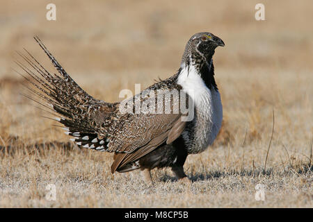 Erwachsene männliche Mono Co., CA März 2007 Stockfoto