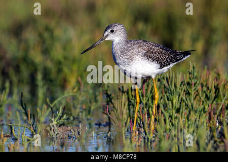 Juvenile Ventura Co., CA September 2011 Stockfoto