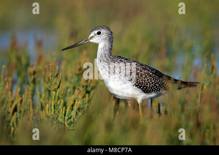 Juvenile Ventura Co., CA September 2011 Stockfoto